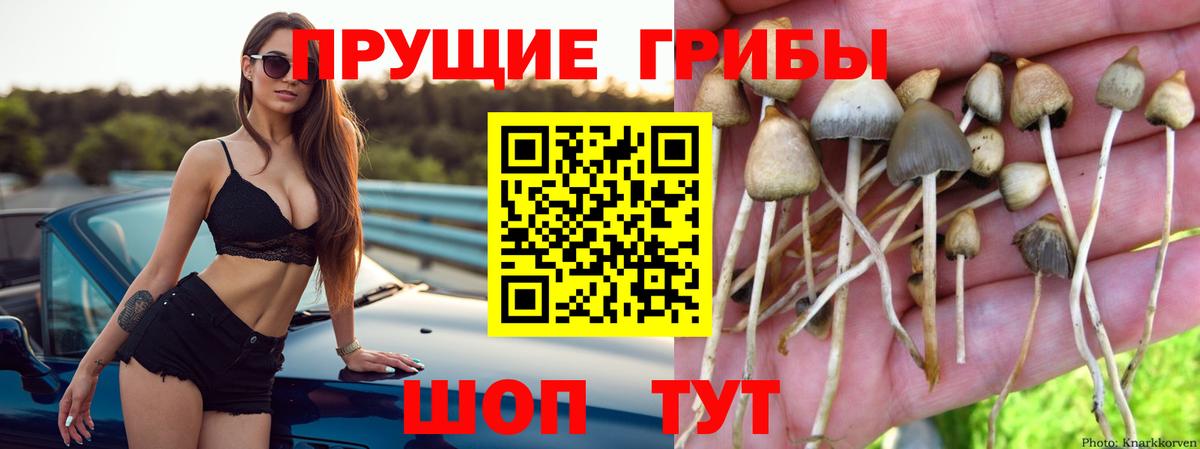 Владивосток  Галлюциногенные грибы Psilocybine cubensis  Вход с VPN 